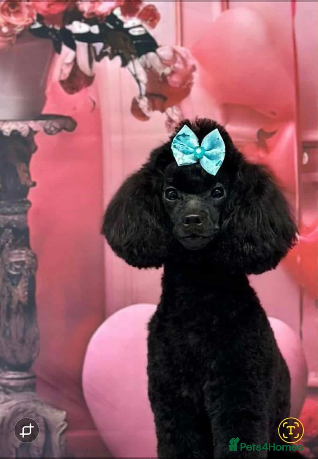 Maltipoo dogs for sale:  Last Tiny korean Maltipoo girl available  - Advert 7