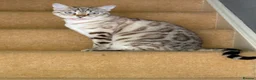 Bengal cats for adoption: 2 Snow coloured female Bengal cats - Advert 1