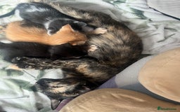 Mixed Breed cats for sale: 3 mixed male kittens for sale - Image 1