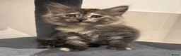 Maine Coon cats for sale: Absolutely gorgeous Maine Coon cross Kittens - Advert 25