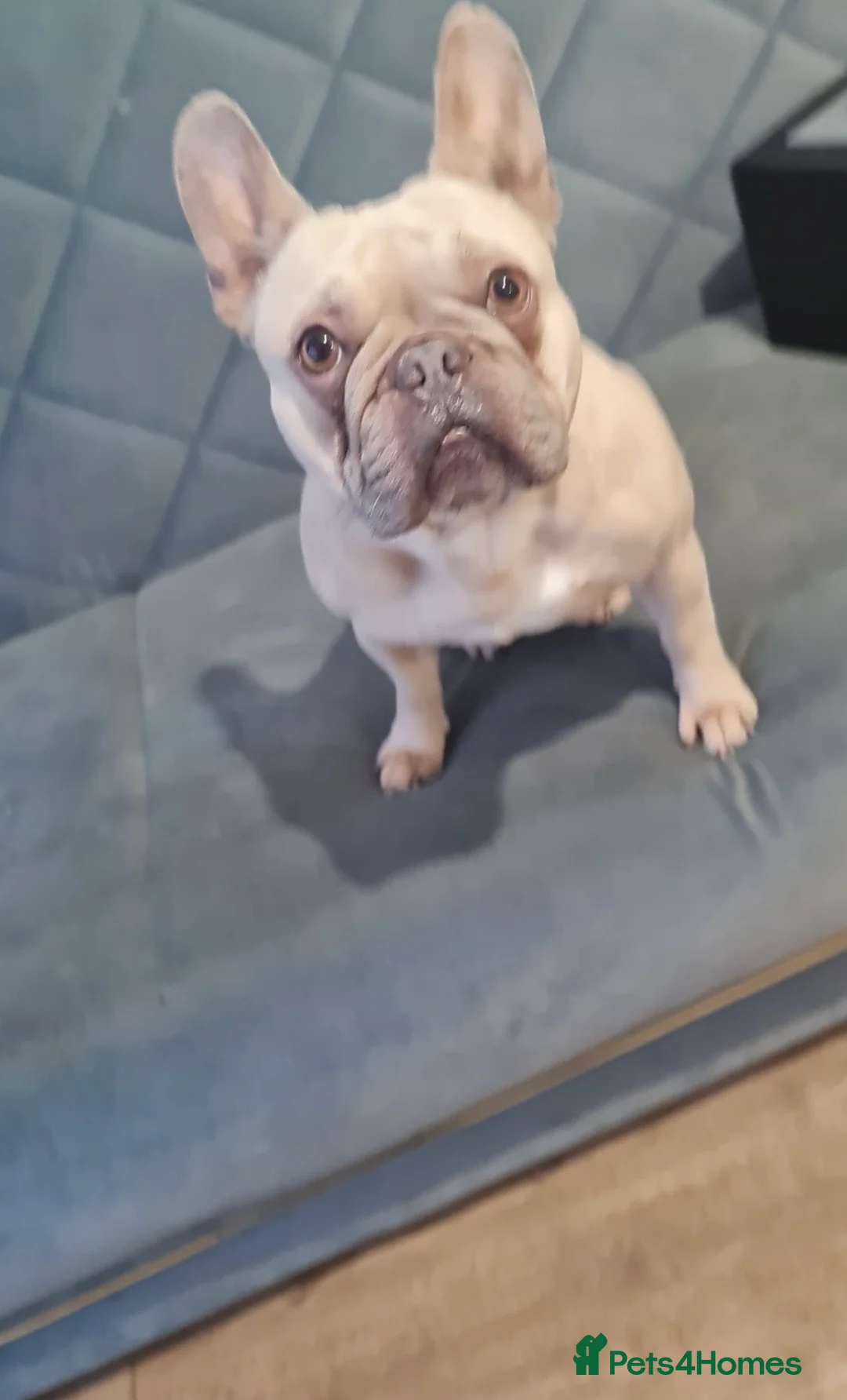 French Bulldog dogs for sale: Jasmine  in Stockton-on-Tees - Advert 2