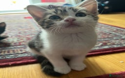 Mixed Breed cats for sale: Urgent! 2 playful kittens looking for a home  - Image 1