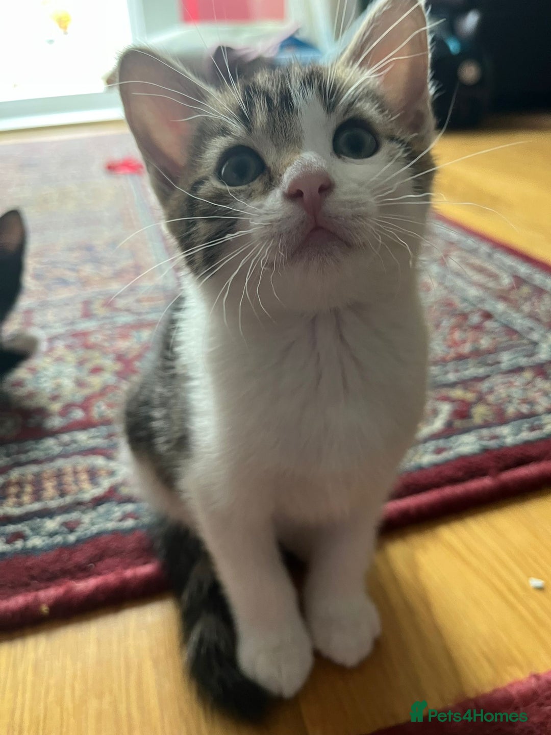 Mixed Breed cats for sale: Urgent! 2 playful kittens looking for a home  - Image 1