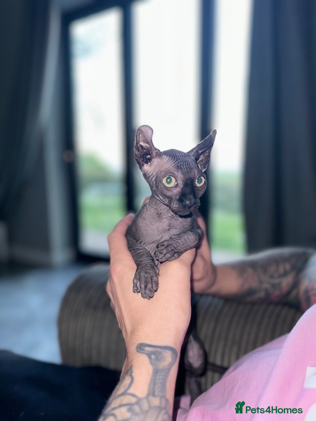 Sphynx cats for stud: Stunning blue Elf - Advert 19