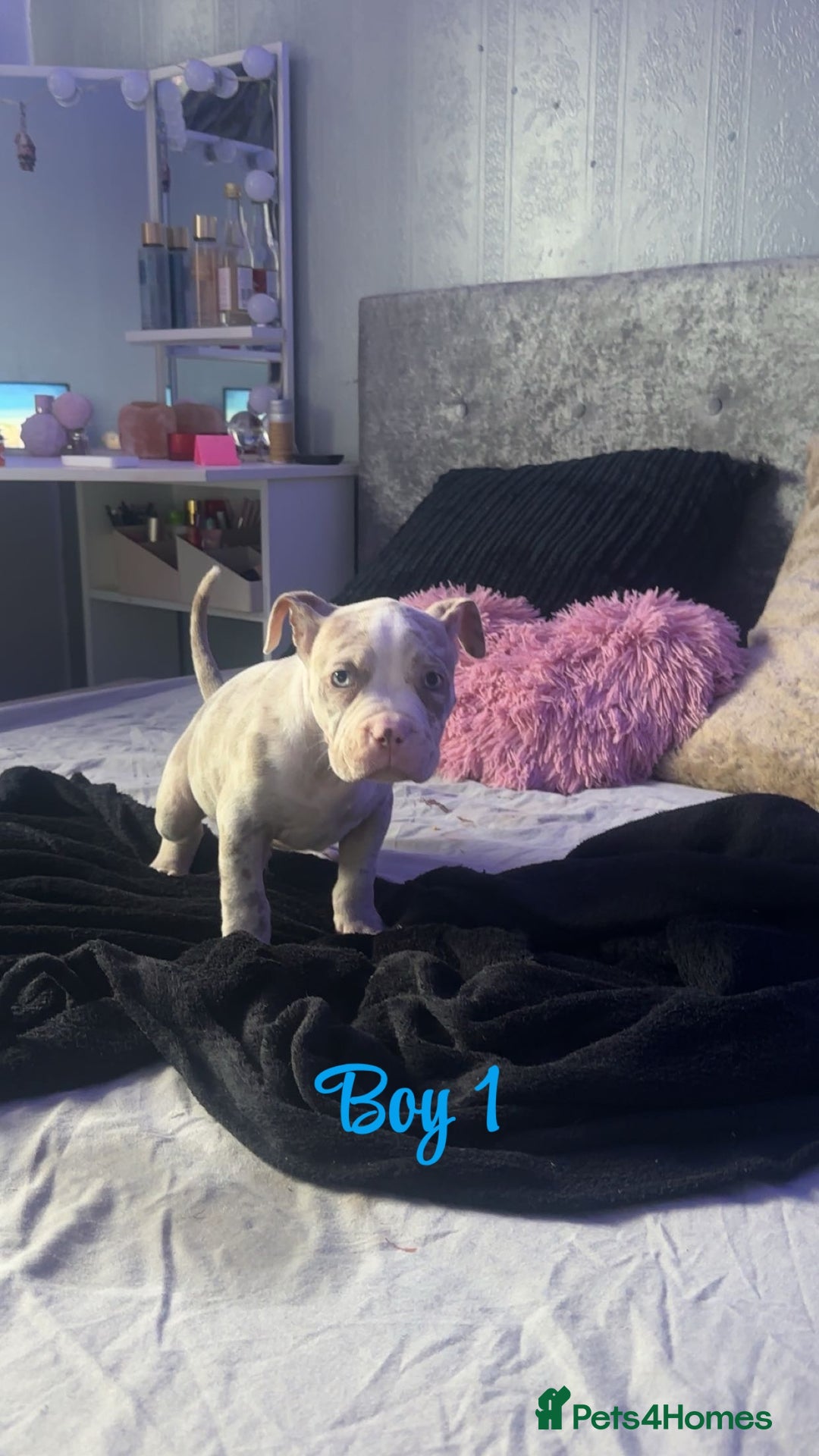 American Bully dogs for sale: Stunning pocket bully pups for sale - Image 14