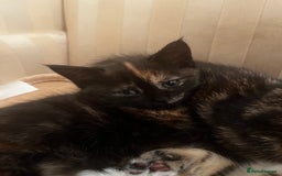 Mixed Breed cats for sale: Cute Scottish Straight mixed breed kittens, ready  - Image 11