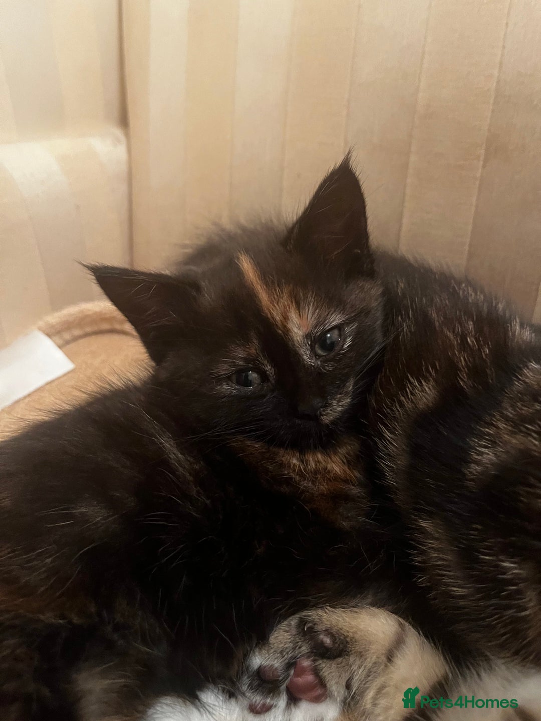 Mixed Breed cats for sale: Cute Scottish Straight mixed breed kittens, ready  - Image 11