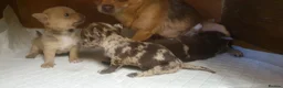 Chihuahua dogs for sale: Stunning chihuahuas  - Advert 1