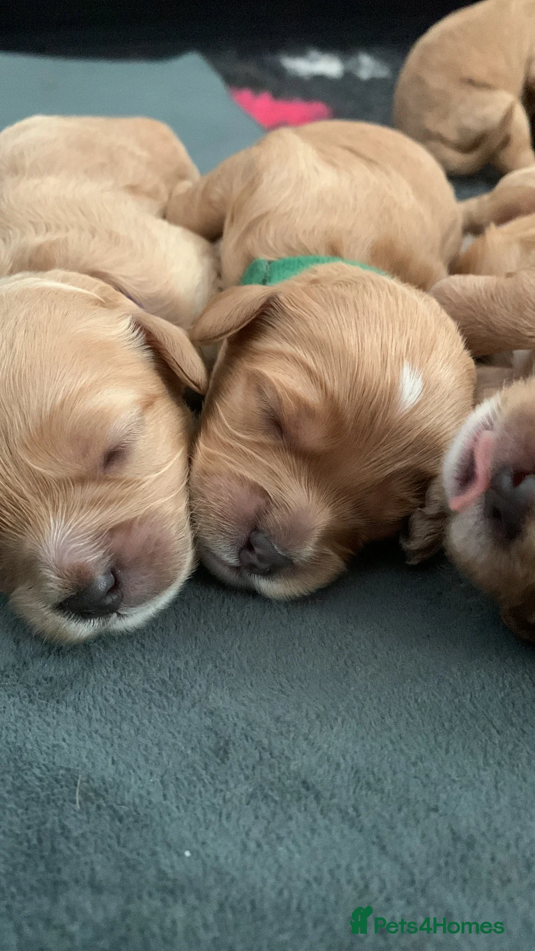 Cavapoo dogs for sale: Our beautiful F1 Cavapoo puppies are available - Advert 1