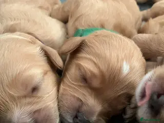 Cavapoo dogs Our beautiful F1 Cavapoo puppies are available - Advert 1