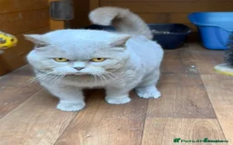 Munchkin cats for sale: Pedigree TICA Munchkin Kittens – Short Legs 🐈 - Image 9