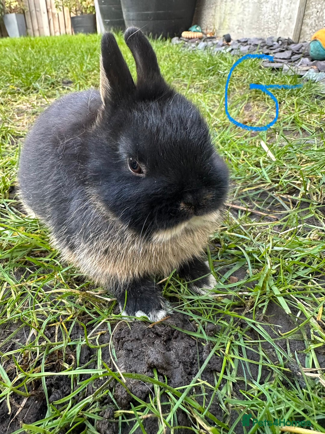 Netherland Dwarf rabbits for sale: Netherland Dwarf Rabbits for sale  - Advert 6