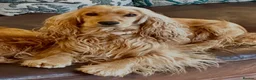 Cocker Spaniel dogs for sale: Show type cocker spaniel puppies - Golden  - Advert 16