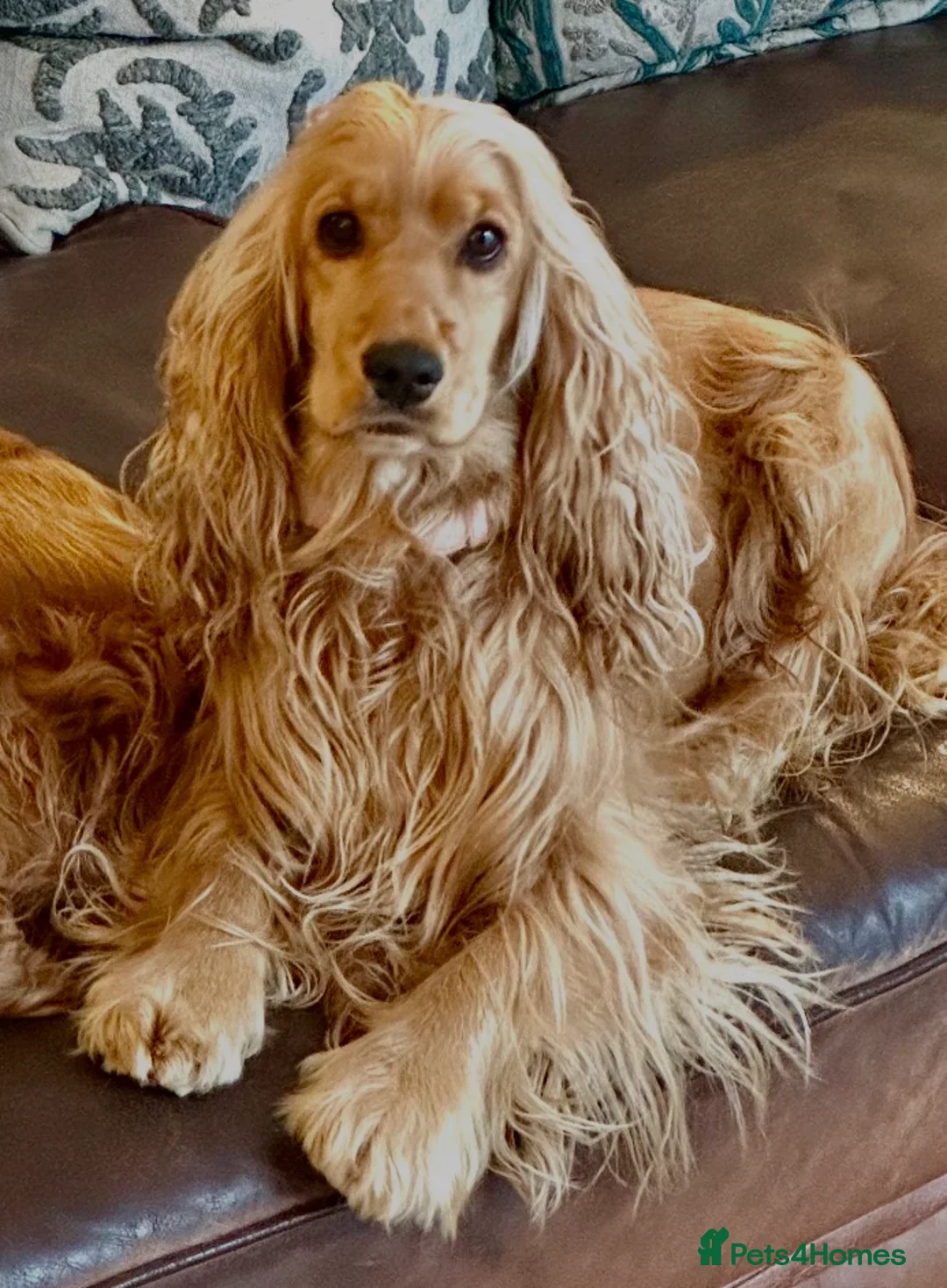 Cocker Spaniel dogs for sale: Show type cocker spaniel puppies - Golden  - Advert 16
