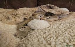British Shorthair cats for sale: British Shorthair Chinchilla Brown/Grey  - Image 4