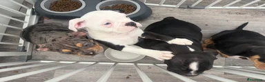 Olde English Bulldogge 3