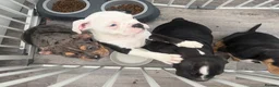 Olde English Bulldogge dogs for sale: Puppies - Advert 2