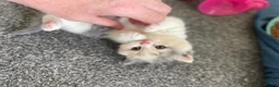 British Shorthair cats for sale: Amazing mix of colours from my pet Poppet - Advert 27