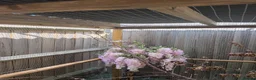 Finches birds for sale: Zebra Finch Chicks - Advert 4