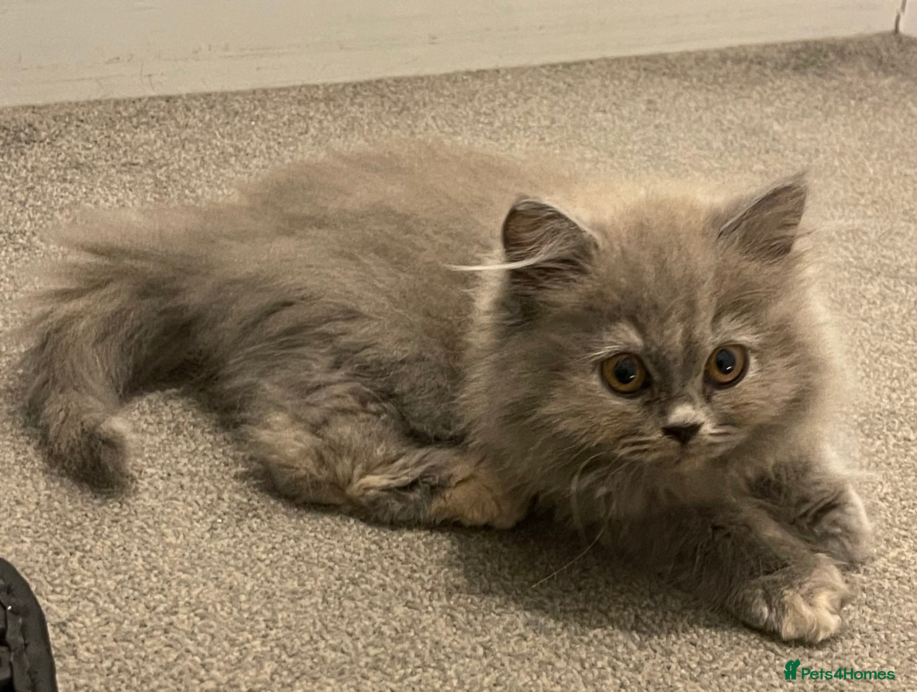 British Shorthair cats GCCF Registered British Longhair  - Advert 4