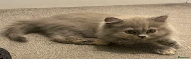 Bonnie - longhaired female