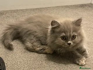 British Shorthair cats GCCF Registered British Longhair - Advert 4