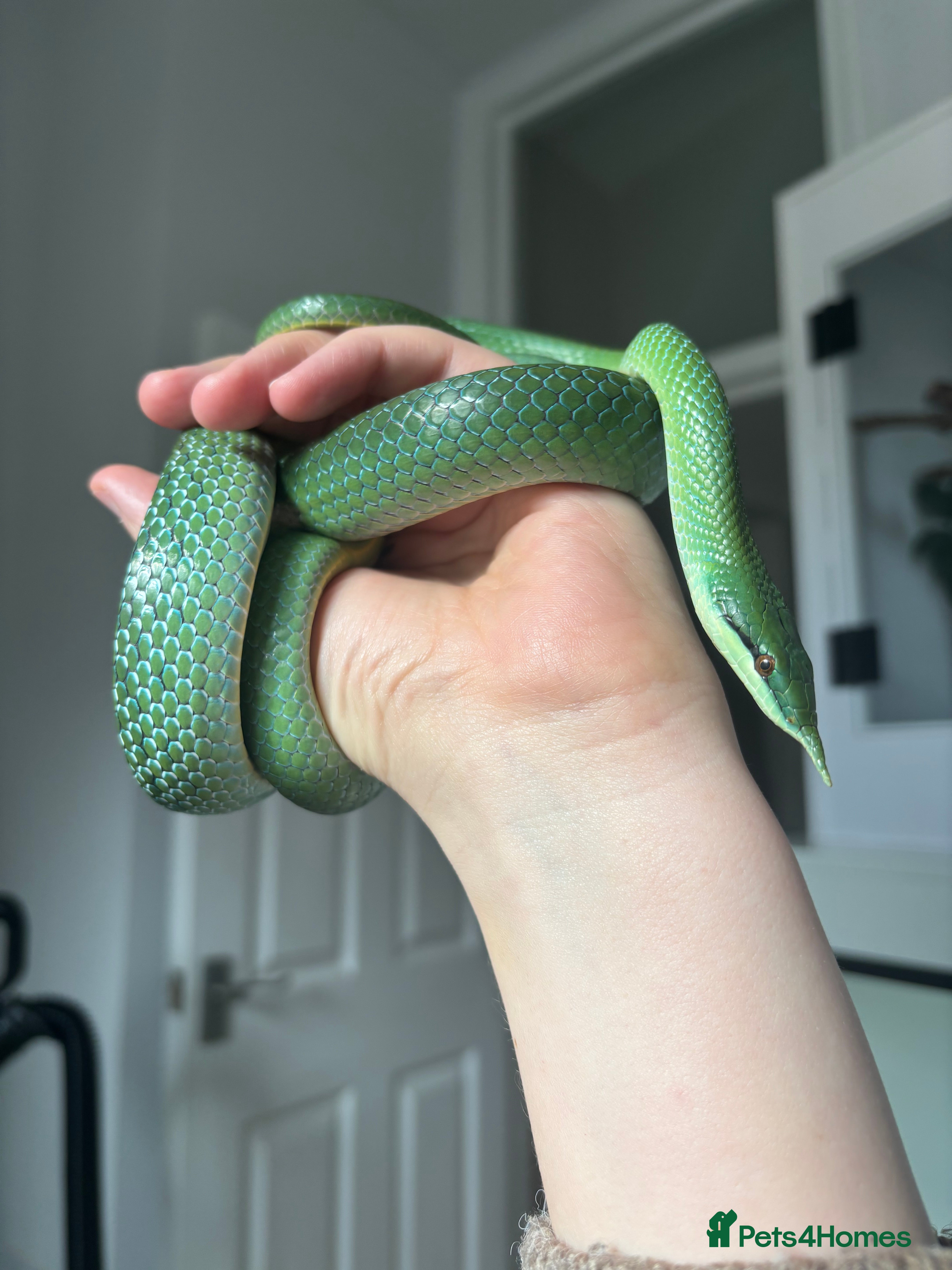 Rat Snake reptiles Male Rhino Rat Snake - Advert 1