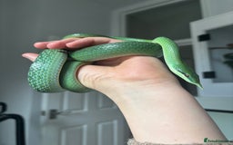 Rat Snake reptiles for sale: Male Rhino Rat Snake  - Advert 1