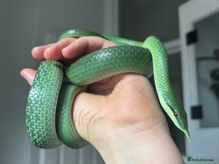 Rat Snake reptiles for sale: Male Rhino Rat Snake - Advert 1