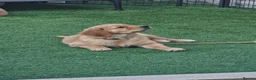 Golden Retriever dogs for sale: Stunning dark golden retriever puppies for sale - Advert 22
