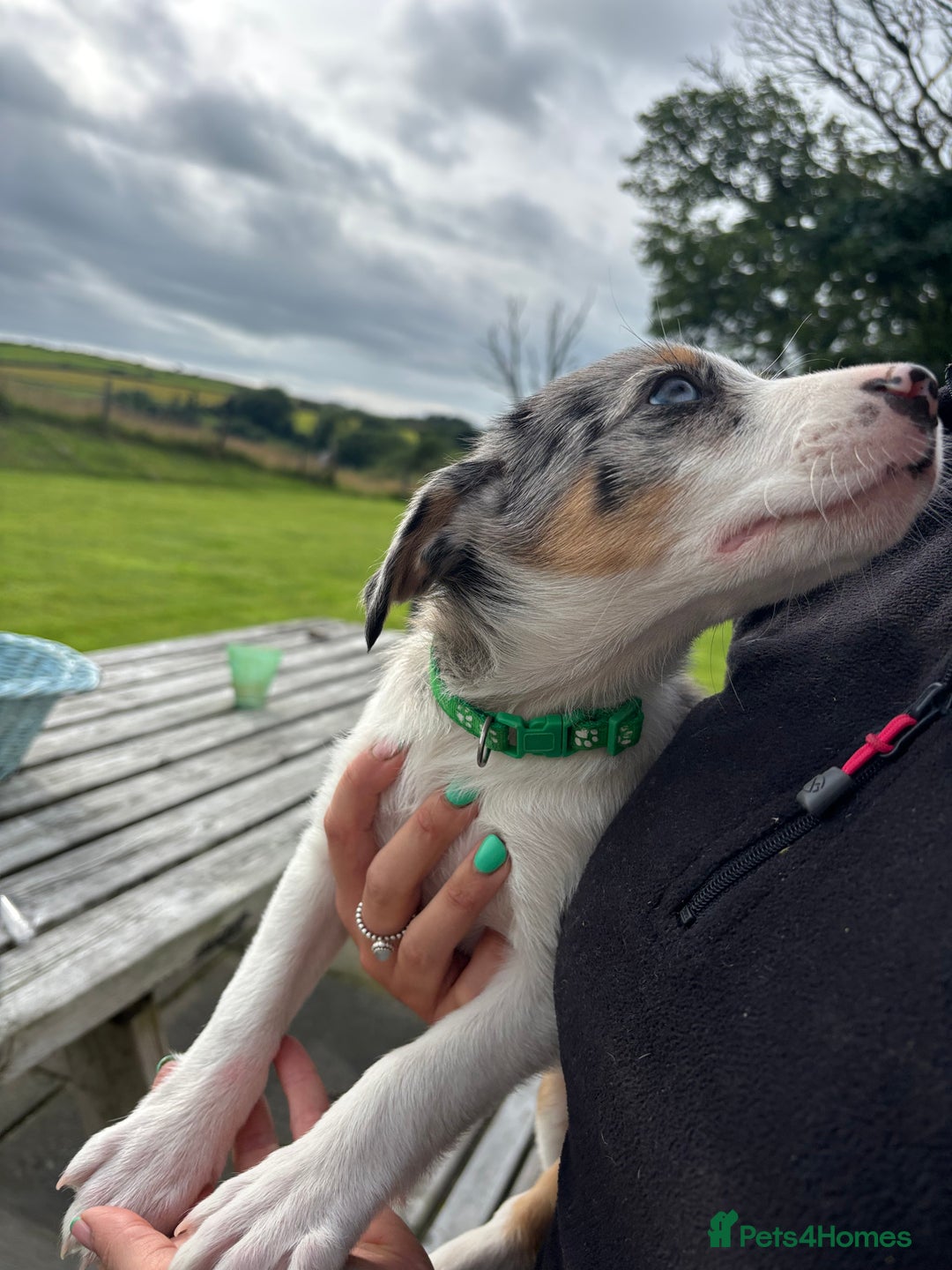 Border Collie dogs for sale: Ready to go! Beautiful Border Collie pup in Haverfordwest - Image 10