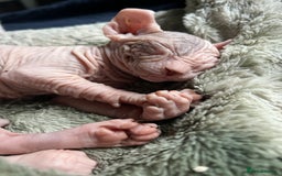 Sphynx cats for sale: Litter of 5 gorgeous baby’s  - Image 6