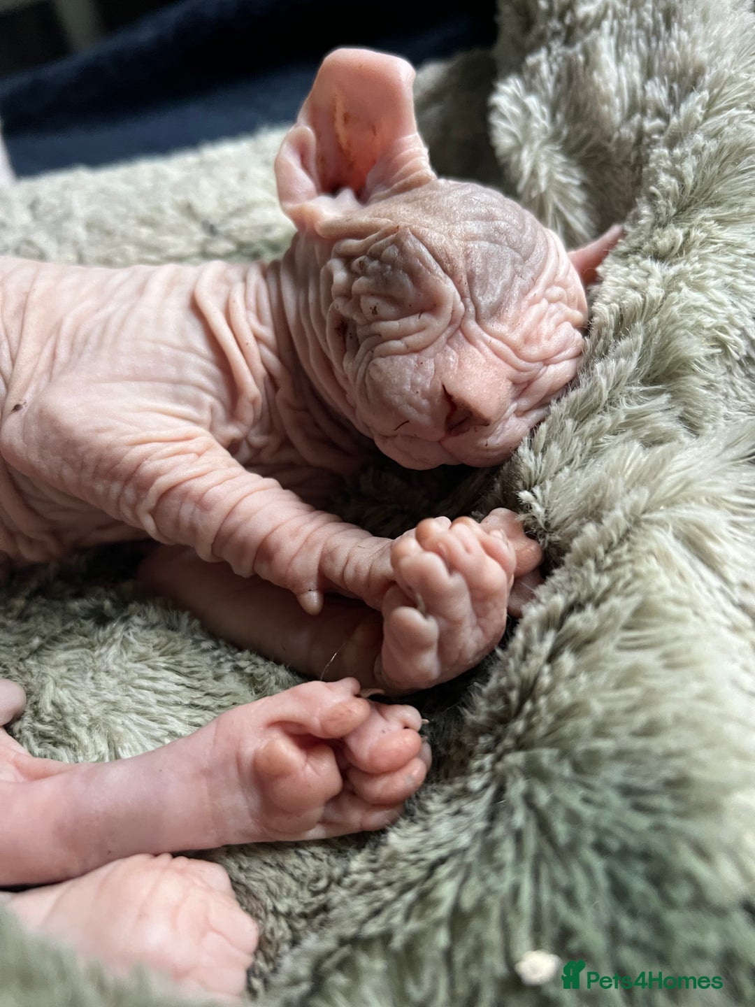 Sphynx cats for sale: Litter of 5 gorgeous baby’s  - Image 6
