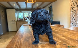Cockapoo dogs for sale: ✨ Gorgeous Cockapoo Puppies ✨ - Image 1
