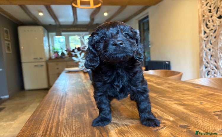 Cockapoo dogs - Advert 2