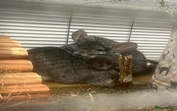 Chinchilla rodents for sale: Pair of Male Chinchillas - Image 4