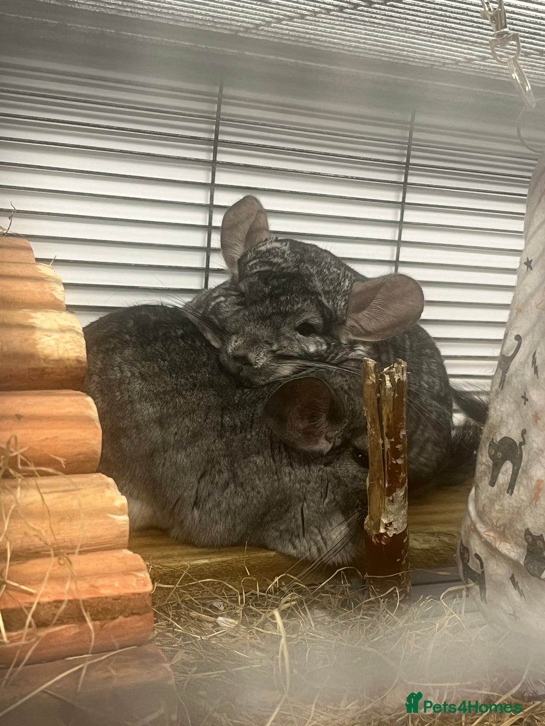 Chinchilla rodents for sale: Pair of Male Chinchillas - Image 4