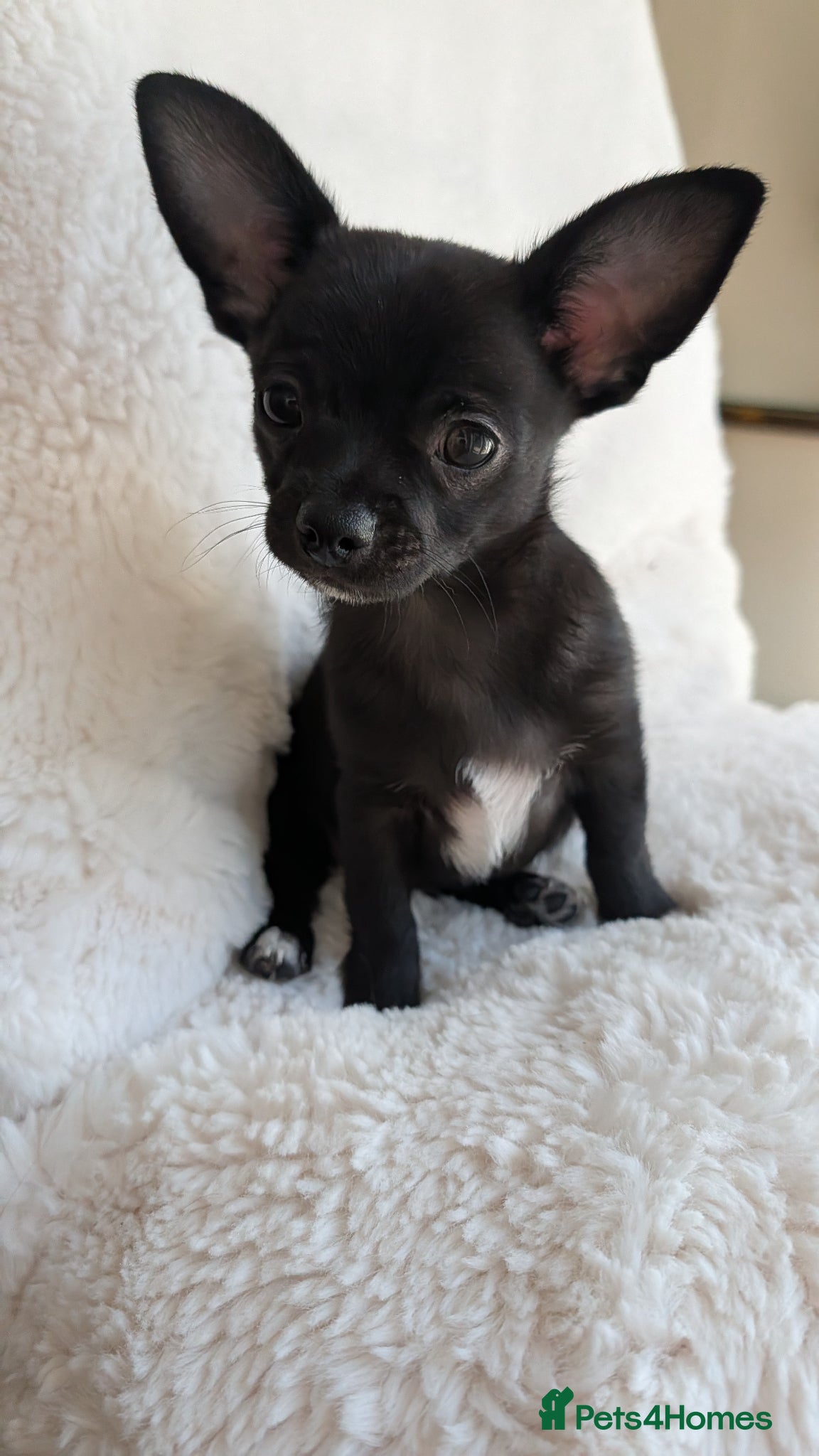 Chihuahua dogs KC reg chihuahua boys left  - Advert 1