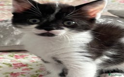 Mixed Breed cats for sale: Two orphaned kittens  - Image 4