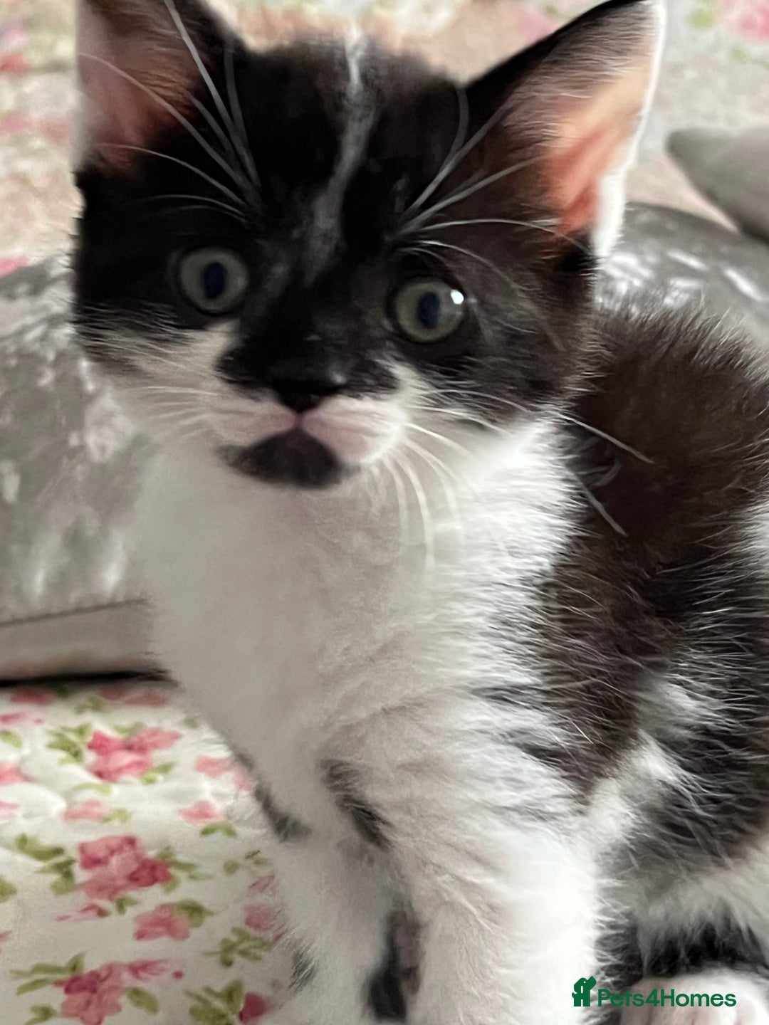 Mixed Breed cats for sale: Two orphaned kittens  - Image 4