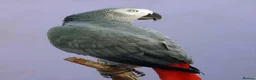 Parrots birds for sale: African grey parrot really friendly  in Clydebank - Advert 2