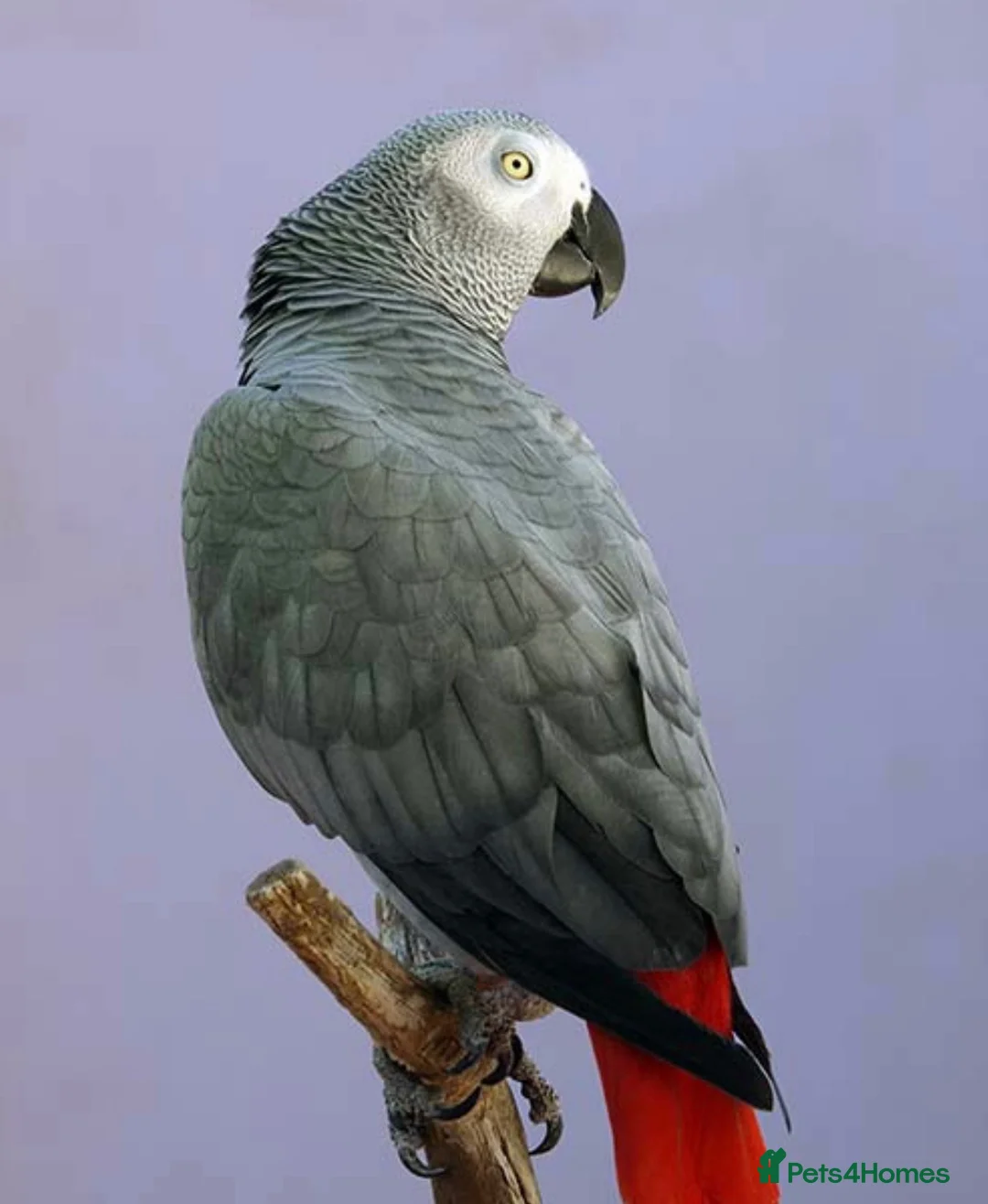 Parrots birds for sale: African grey parrot really friendly  in Clydebank - Advert 2