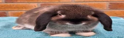 Mini Lop rabbits for sale: Mini Lop Babies - Advert 9