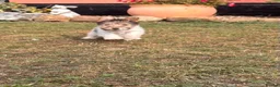 Fox Terrier dogs for sale: 5 X Beautiful Wire Fox Terrier Puppies - Advert 17