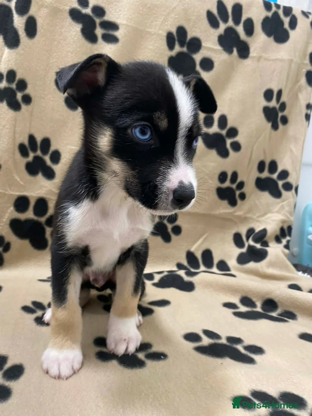 Mixed Breed dogs for sale: Agouti Husky Cross puppies  - Advert 31