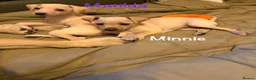 Italian Greyhound dogs for sale: Italian Greyhound pups  in Sutton-in-Ashfield - Advert 5