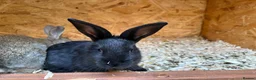 Mixed Breed rabbits for sale: Continental giant x  - Advert 13