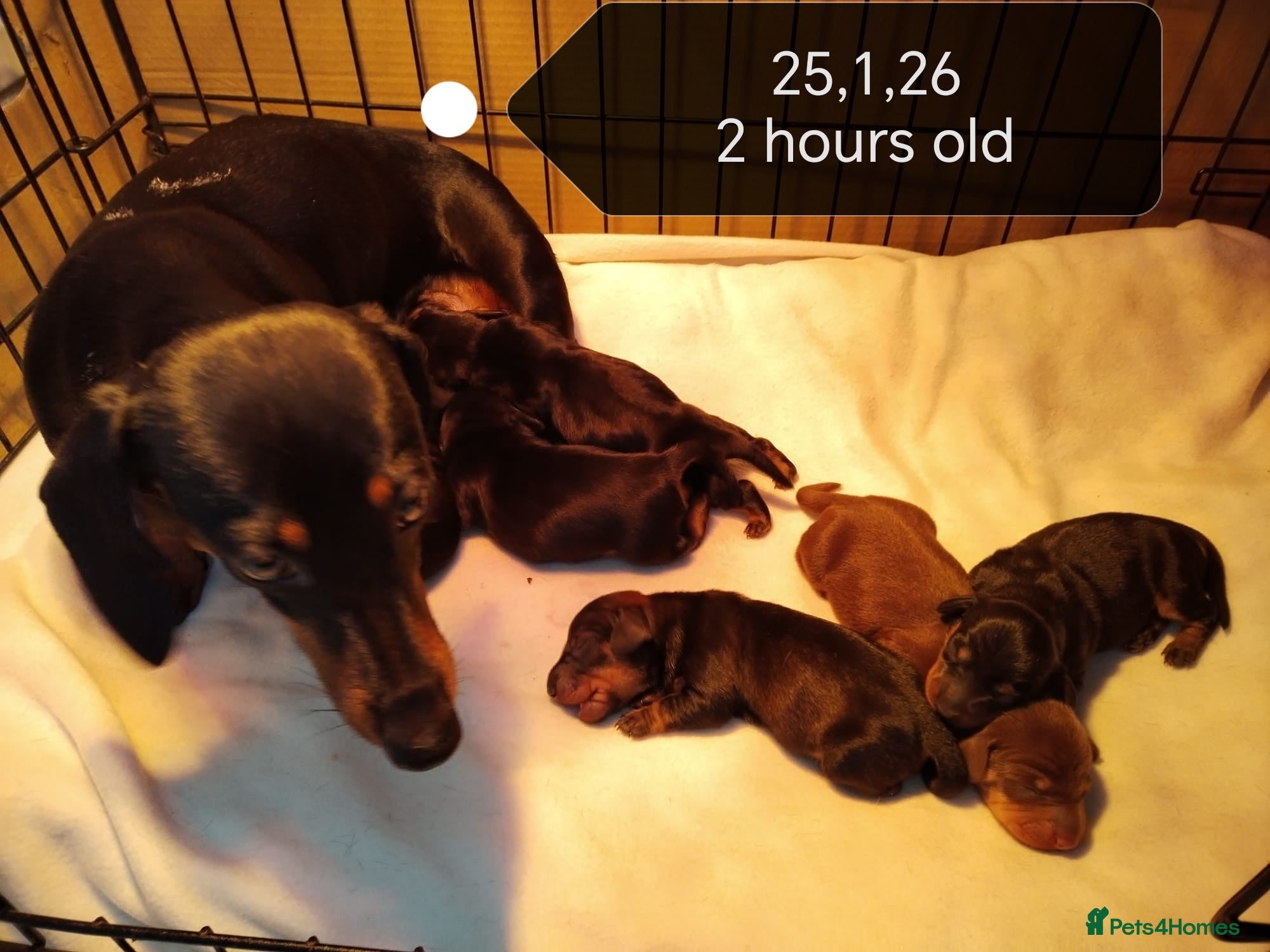 Miniature Dachshund dogs Mini dachshund  - Advert 7