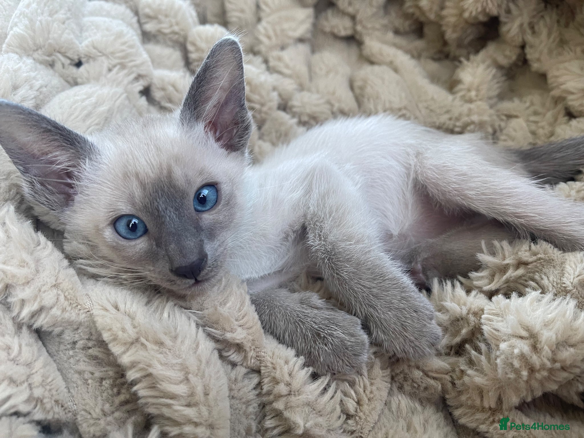 Siamese cats Last 2 Boys Available Traditional Siamese - Advert 1