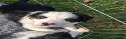Mixed Breed dogs for sale: Lovely Sprollie Puppies  - Advert 4